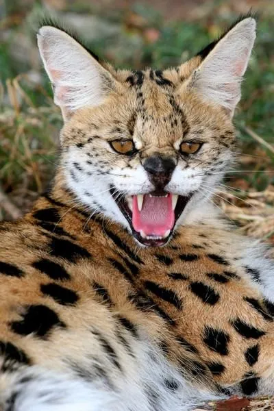 Serval (leptailurus Serval) arbust sau pisica