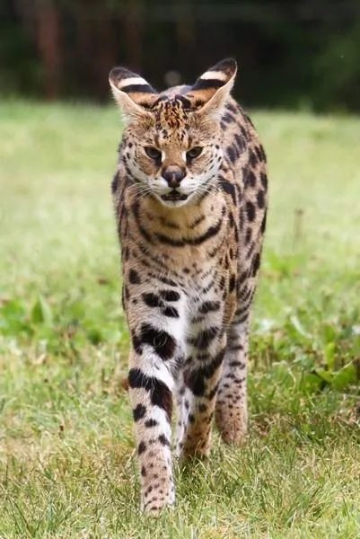 Serval (leptailurus сервал) храст или котка