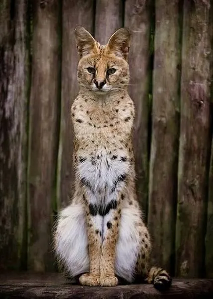 Serval (leptailurus сервал) храст или котка