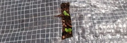 Se însămânțează semințe de pepene verde, cabana tanin
