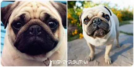 pui Pug de îngrijire specială, modul de a alege valoarea (fotografii)