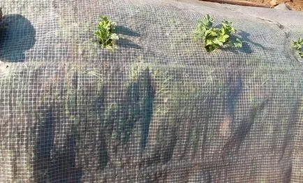 Se însămânțează semințe de pepene verde, cabana tanin
