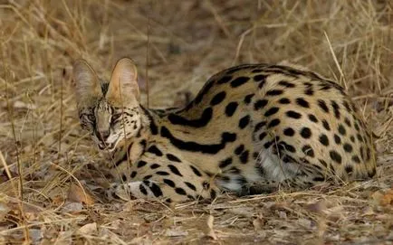 Serval (leptailurus сервал) храст или котка