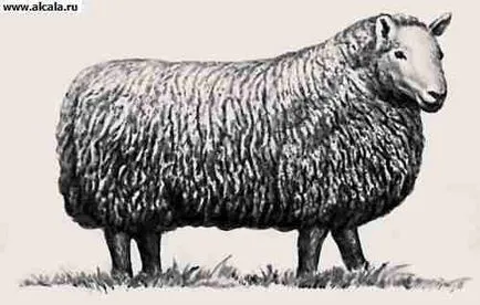 Cheviot (rasa ovine) Enciclopedia TSB