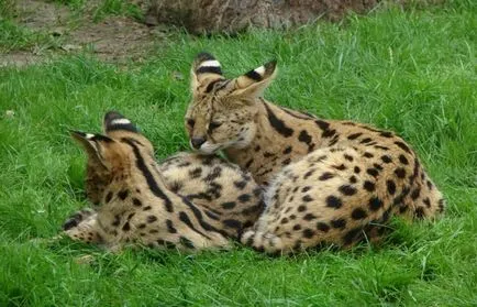 Serval (leptailurus сервал) храст или котка