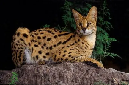 Serval (leptailurus сервал) храст или котка