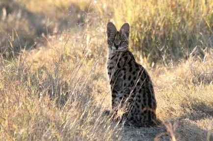 Serval (leptailurus szervál) cserje vagy macska