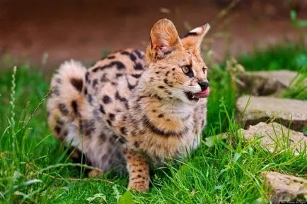 Serval (leptailurus Serval) arbust sau pisica