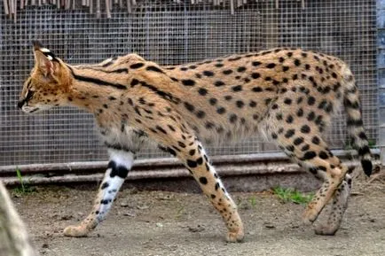 Serval (leptailurus сервал) храст или котка