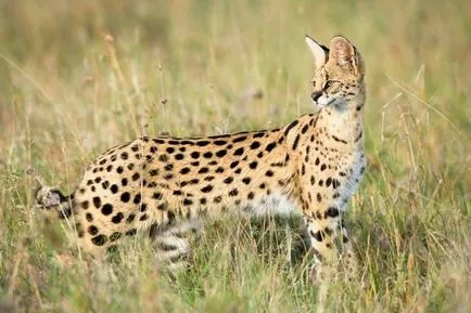 Serval (leptailurus сервал) храст или котка