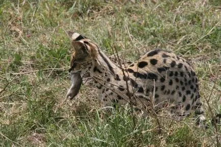 Serval (leptailurus szervál) cserje vagy macska