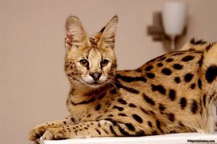 Serval (leptailurus Serval) arbust sau pisica