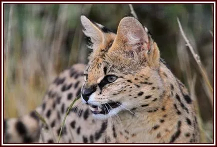 Serval (leptailurus сервал) храст или котка