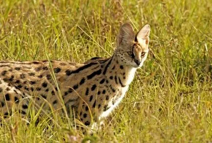 Serval (leptailurus сервал) храст или котка