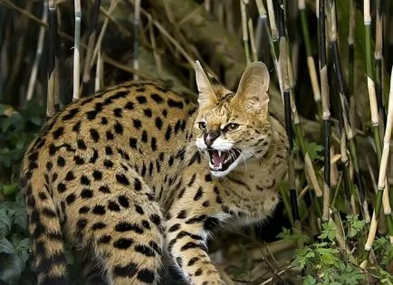 Serval (leptailurus szervál) cserje vagy macska