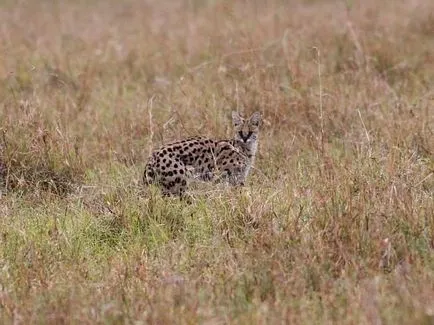 Serval (leptailurus сервал) храст или котка