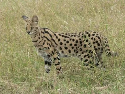 Serval (leptailurus сервал) храст или котка