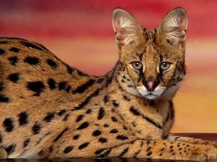 Serval (leptailurus сервал) храст или котка