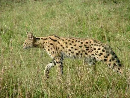 Serval (leptailurus сервал) храст или котка