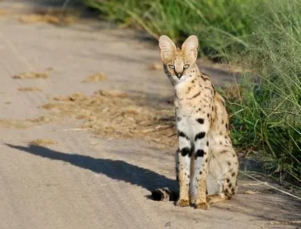 Serval (leptailurus сервал) храст или котка