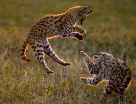 Serval (leptailurus szervál) cserje vagy macska