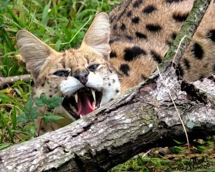 Serval (leptailurus сервал) храст или котка