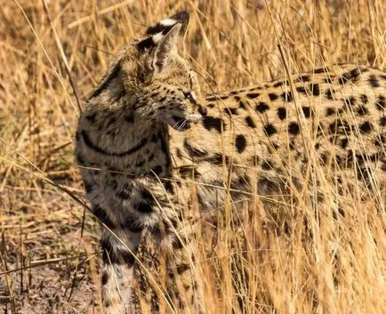 Serval (leptailurus Serval) arbust sau pisica