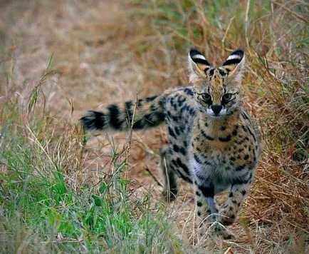 Serval (leptailurus сервал) храст или котка