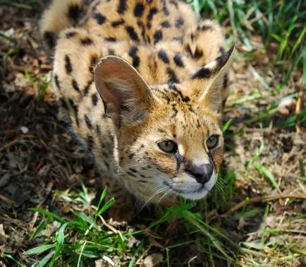 Serval (leptailurus сервал) храст или котка