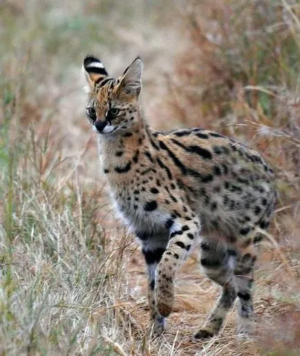 Serval (leptailurus szervál) cserje vagy macska