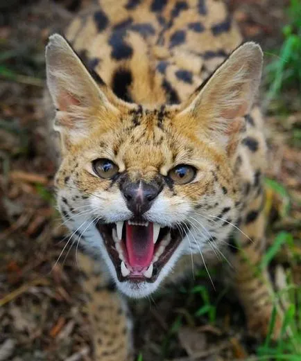 Serval (leptailurus szervál) cserje vagy macska