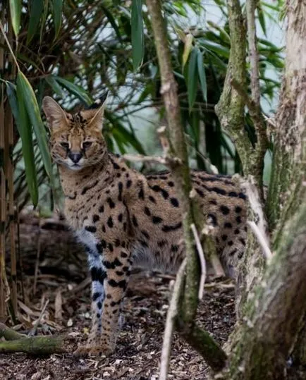 Serval (leptailurus сервал) храст или котка