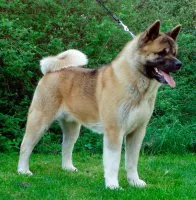 câine Akita american - caracteristicile rasei si descriere