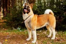 câine Akita american - caracteristicile rasei si descriere