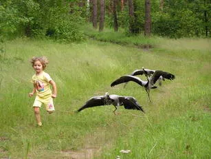 A tartalom a daruk - Encyclopedia of tulajdonos madár