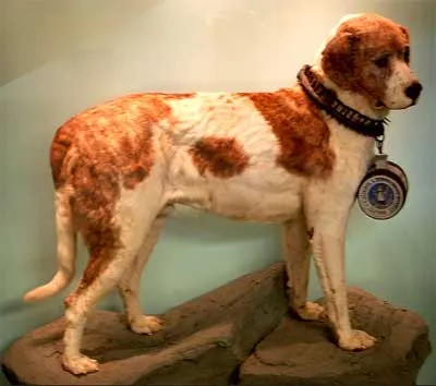Кучета средна (централна) Азия Олександър Labunskiy
