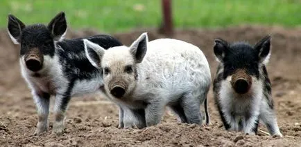 Съдържанието на прасета унгарски Mangalica