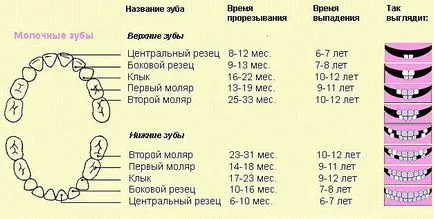 Замяна на зъби при деца схема за постоянна подмяна на мляко