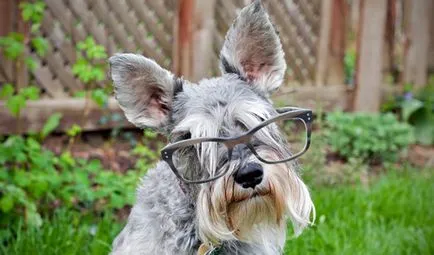 câine Schnauzer miniatural (un schnauzer in miniatura) o descriere a rasei, fotografii, prețul de pui, comentarii