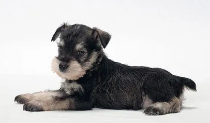 Törpe schnauzer kutya (a törpe schnauzer) egy leírást a fajta, fotók, az ár a kölykök, vélemények