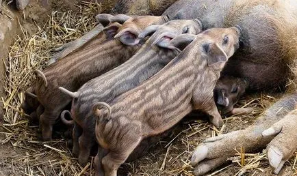 Conținutul porcilor din Ungaria Mangalița