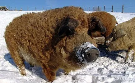 Съдържанието на прасета унгарски Mangalica