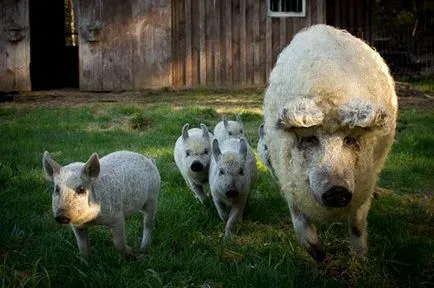 Съдържанието на прасета унгарски Mangalica