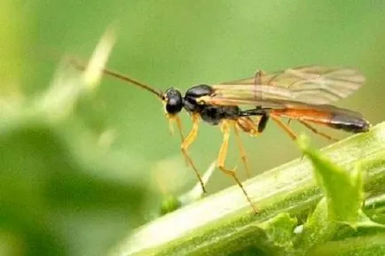 Măsuri de prune sawfly și control