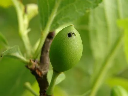 Măsuri de prune sawfly și control