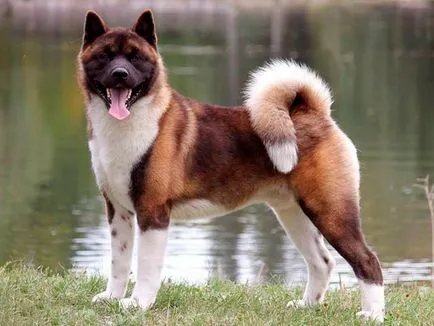 câine Akita american - caracteristicile rasei si descriere