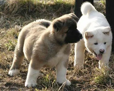 câine Akita american - caracteristicile rasei si descriere