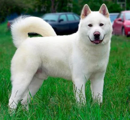 câine Akita american - caracteristicile rasei si descriere