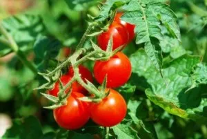 soiuri de tomate pentru cultivarea acasă