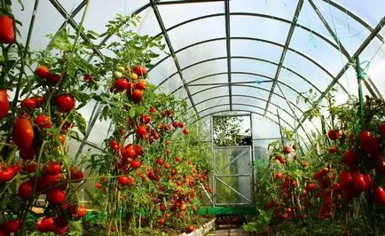 soiuri de tomate pentru sere sunt cele mai bune, fructe mari, înalt, precoce, atunci când subdimensionat